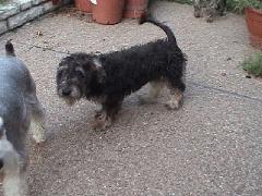 BuddyBoy with original bad haircut 4.jpg